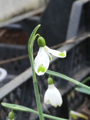 2023-02-22 Galanthus 'Tantrum' 1.jpg