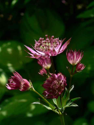 Astrantia_klein.jpg