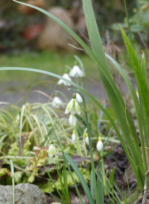 2023-02-22 Galanthus 'Green Tear' 2.jpg