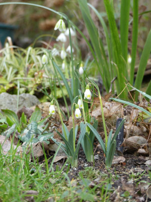 2023-02-22 Galanthus 'Midas' 1.jpg