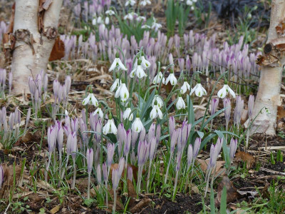 2023-02-22 Galanthus 'Trumps' 1.jpg