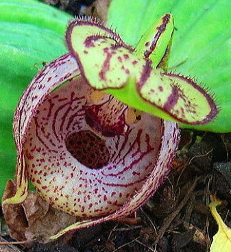Cyp._margariceum3.JPG