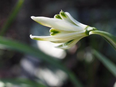 Galanthus nivalis Bunch P2200009.JPG