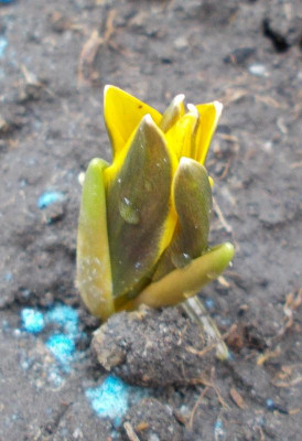 DSCN4888_Tulipa_dasystemon_Augis.jpg