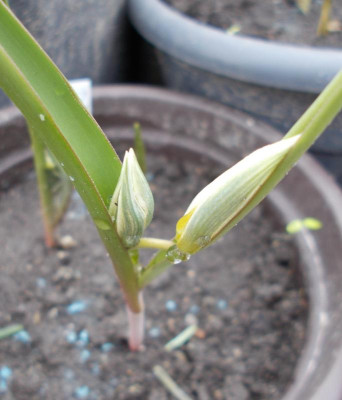 DSCN4891_Tulipa_binutans.jpg