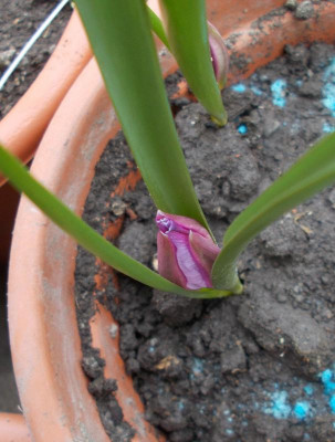 DSCN4902_Tulipa_humilis.jpg
