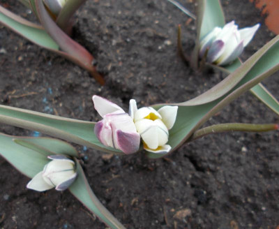 DSCN4903_Tulipa_subbiflora.jpg