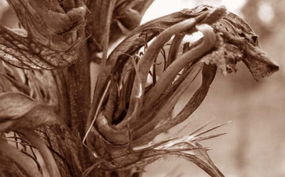 acanthus_skelett_SW.jpg