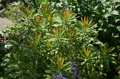Euphorbia_martinii-AscotRainbow.21-2.jpg