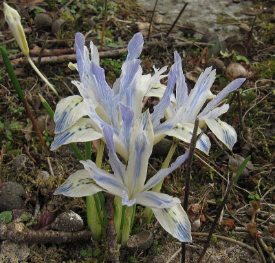 IMG_8575_Painted_Lady_23Febr2023_.JPG