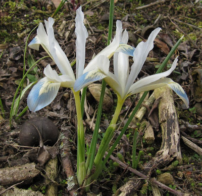 IMG_8585_Iris_Frozen_Planet_23Febr2023_.JPG