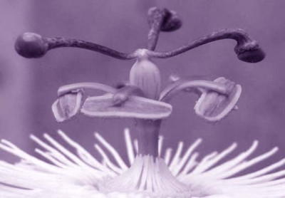 constance_ornamental.jpg