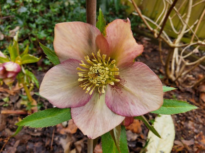 Helleborus apricot Terrasse.jpg