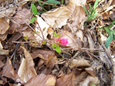 100_1200_Rhododendron_rot___500.jpg