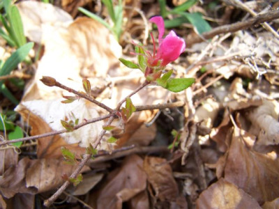 100_1201_Rhodo_-_Blute___640.jpg