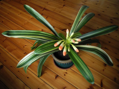 Clivia miniata var.'Striata' 2012-02-25 7.JPG