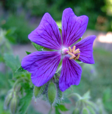 Geranium-x-magnificum.jpg