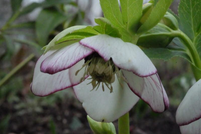 DSCF7556.JPG