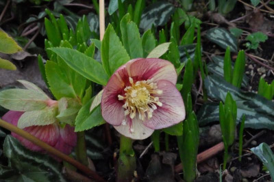 DSCF7496.JPG