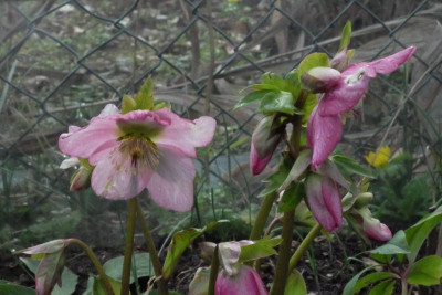 DSCF7515.JPG