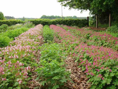 Geranium1_ue.jpg