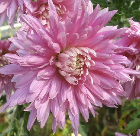 Chrysanthemen_3_1_1.jpg