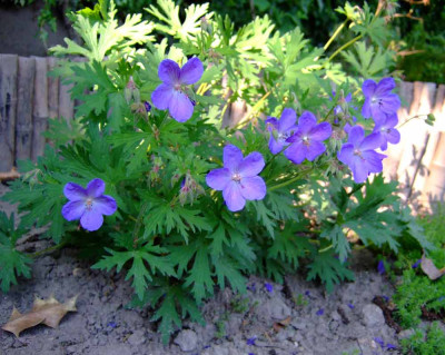 Johnsons-Blue.jpg