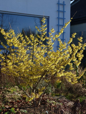 Hamamelis-ArnoldPromis.23-1.jpg