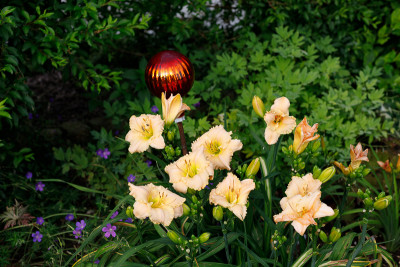 Blüte - Taglilie, Lullaby Baby, Storchschnabel.jpg