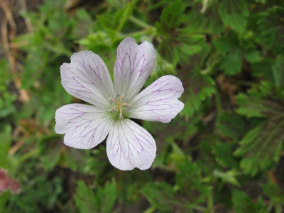 unbekGeranium.JPG