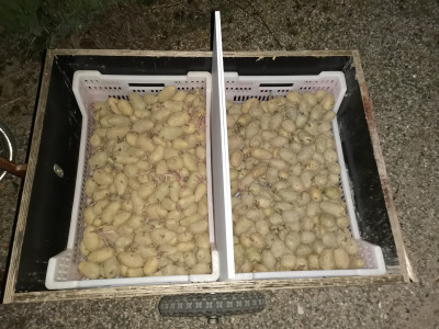 Pflanzkartoffeln 20230224.jpeg