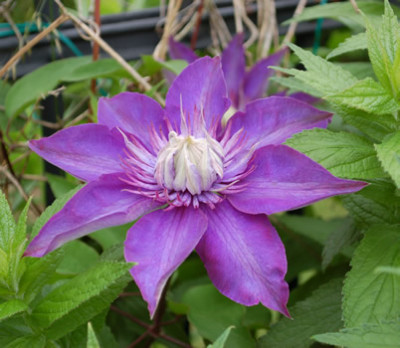 Waldrebe_Multiblue_RH_23250_86.jpg