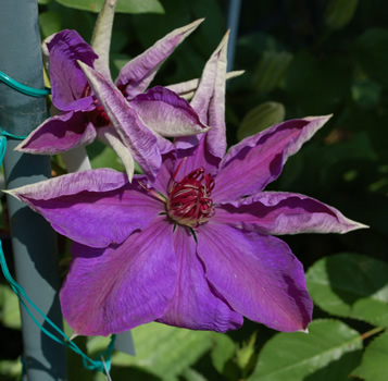 Waldrebe_Xerxes_S_23343_92.jpg