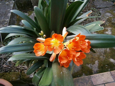 nachwuchs clivia 005.JPG