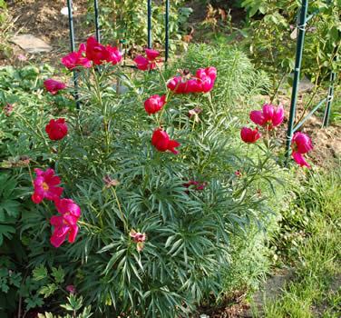 P._smouthii_R_23370_69.jpg