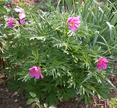 P._veitchii_R_35321_82.jpg