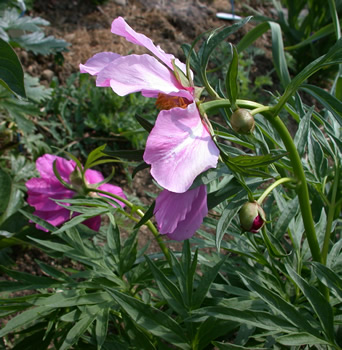 P._veitchii_R_35401_88.jpg