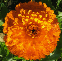 Calendula_Okt_1_2_1.jpg
