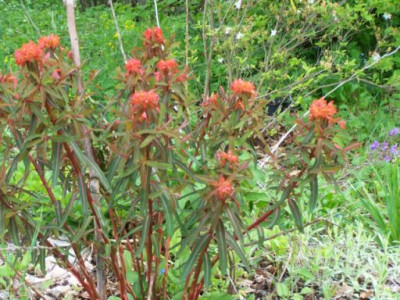 100_1203_EUPHORBIA_griffithii__500.jpg