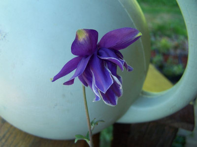100_1190_AQUILEGIA_non-identified__800.jpg