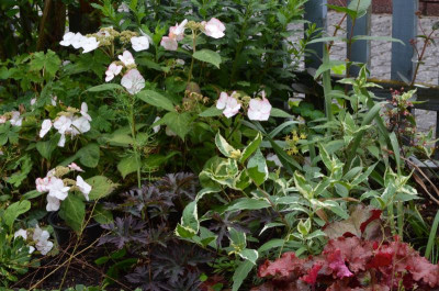 Hydrangea_serrata-Kiyosumi.21-3.jpg