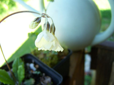 100_1191_PRIMULA_alpicola__800.jpg