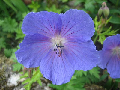 Geranium_Baby_Blue_96221.jpg