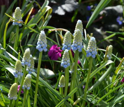 Muscari-Peppermint.20-1.jpg