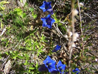 100_1194_GENTIANA_acaulis___400.jpg