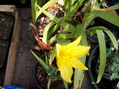 100_1197_HEMEROCALLIS_flava__640.jpg