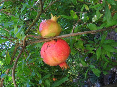 Punica_granatum.jpg
