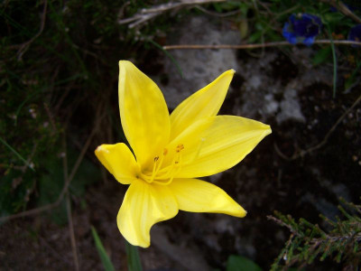 100_1199_Hemerocallis_flava__Blute__800.jpg