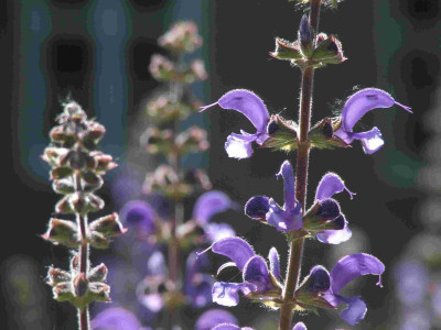 Salvia_Gegenlicht.jpg