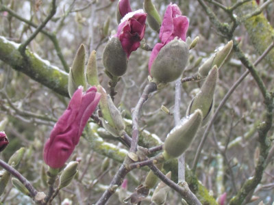 Rustic Rubra.JPG